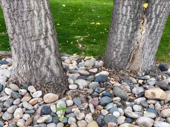 Two large oak trees in a lush green garden yard with Mexican Beach Pebbles ground covering around them
