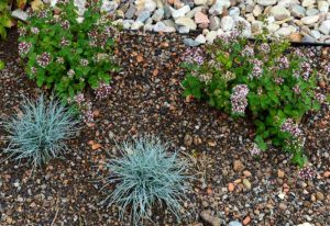 Black mullein plants growing in gravel mulch with landscape rock edging on a rocky slope at Lake of the Ozarks.