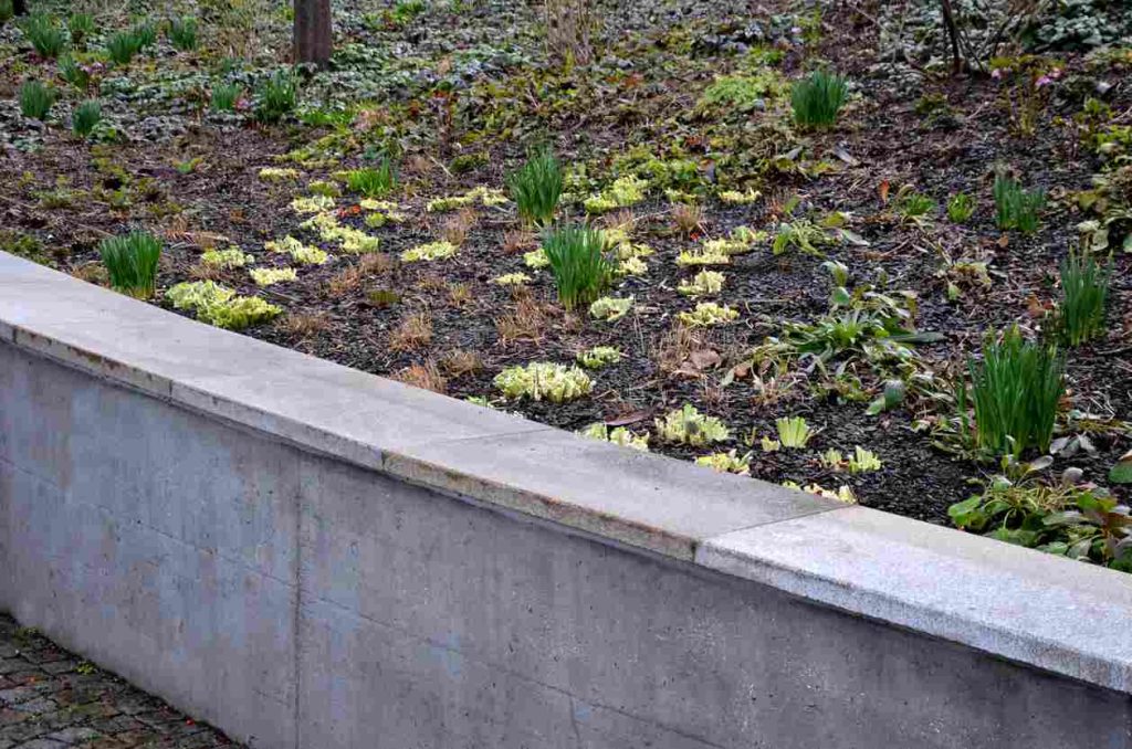 Large smooth retaining wall stones supporting a garden with small plants.