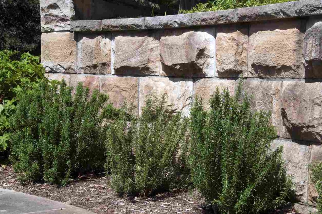Sandstone retaining wall stones with rosemary plants planted in front.