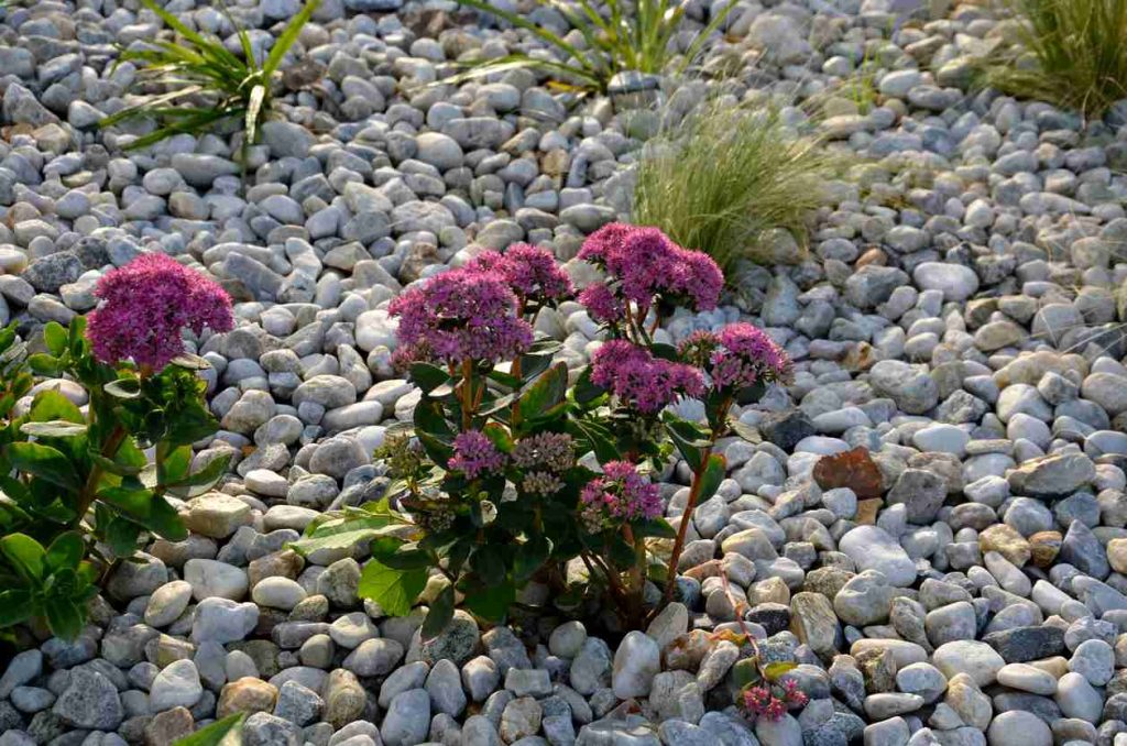 flower bed with river rock landscaping featuring beautiful pink flowers peeking out amongst the smooth rocks.