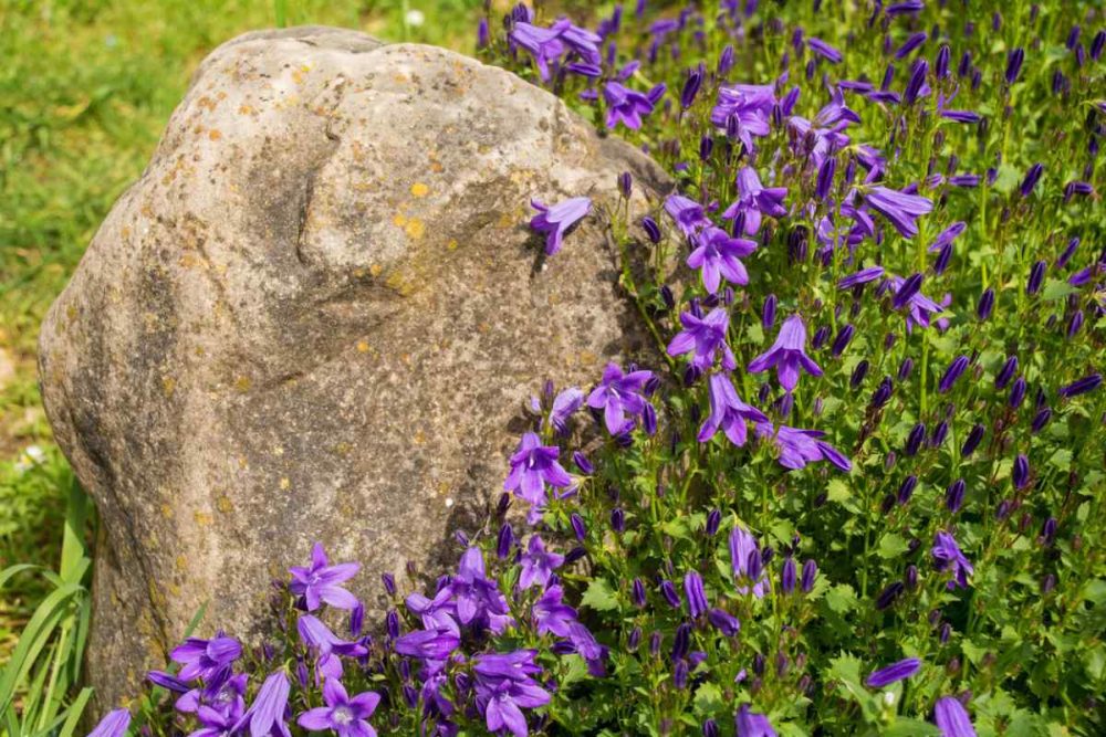 Pretty purple flowers growing beside a landscaping boulder near Columbia, MO