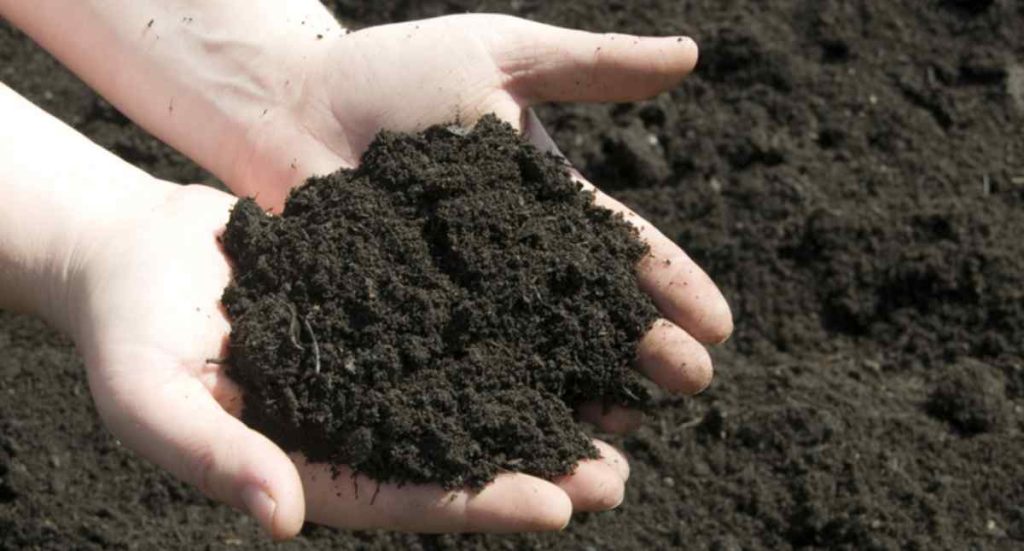 Gardeners hands in rich topsoil.