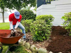 Man unloading mulch from a wheelbarrow in his back yard. 